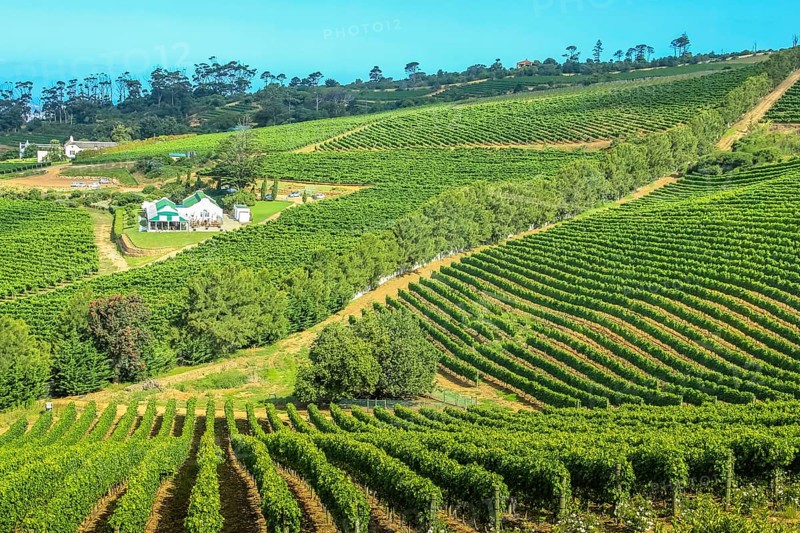 Aerial view of winery farm in green grapevine. Constantia, Cape Town, South Africa. The Constantia Wine Valley is the most spectacular wine experience in the world with a unique blend of wine