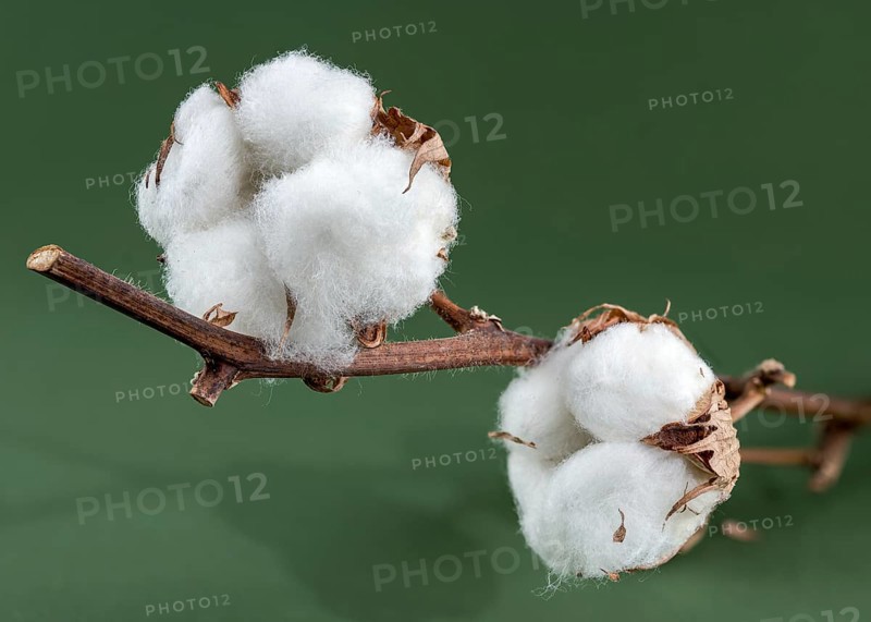 A close-up of cotton bolls on a branch, showcasing the fluffy white fibers and brown seed casings against a green background, Odessa, Ukraine