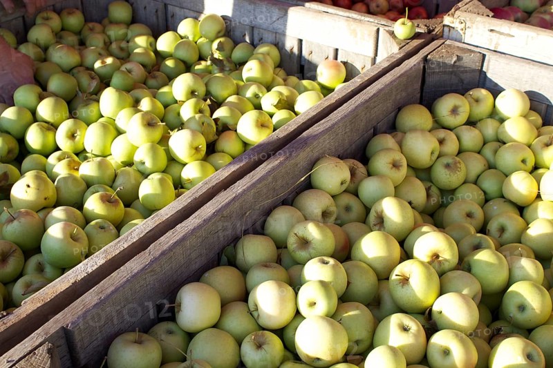 Wooden crates filled with apples during apple harvest season