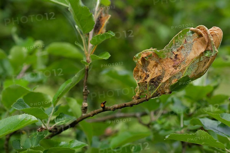 Web of codling moth caterpillar, larva, caterpillar, codling moth (Cydia pomonella), pest, fruit growing, fruit tree, apple, apple tree, agriculture, Schwäbisch Hall, Hohenlohe, Germany