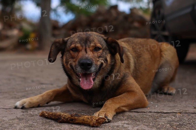 Close-up of a brown dog lying down with its tongue out after playing with a stick
