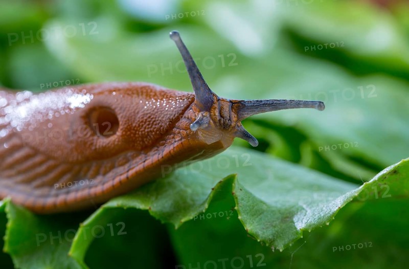 A slug in the garden eats a lettuce leaf. Snail plague in the garden Austria