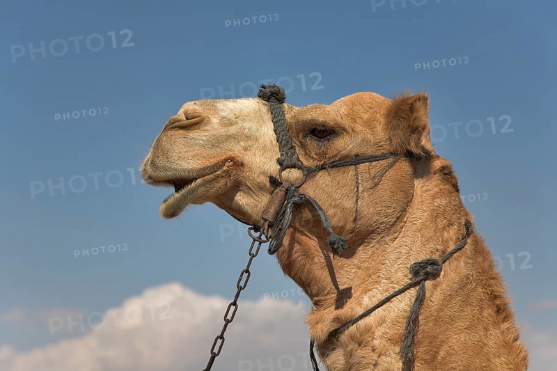 A head of a camel with a bridle on a background of the sky
