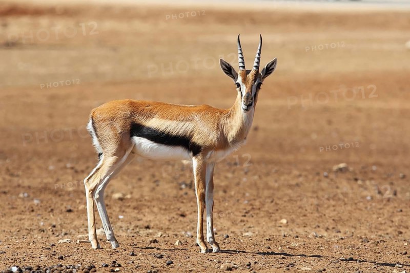A graceful Gazelle Thomson with striped horns nicely posing for a photograph