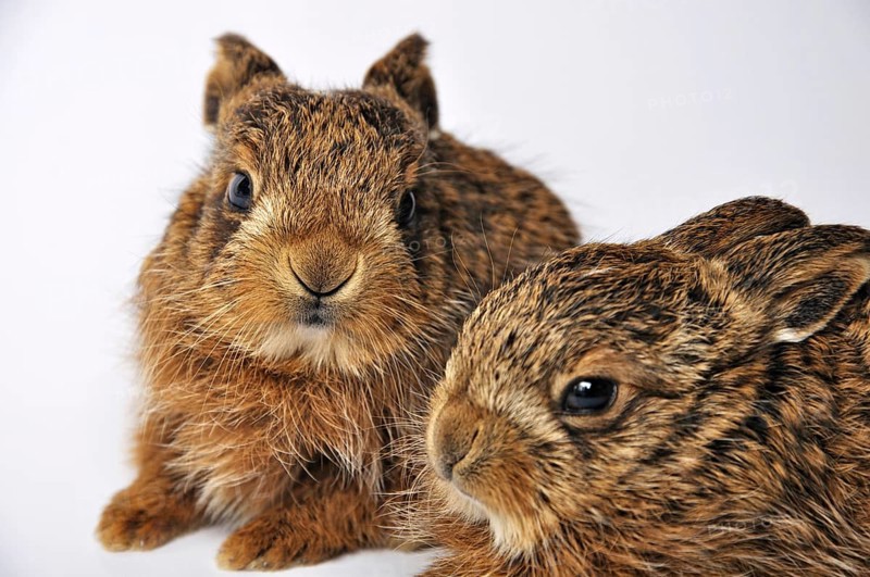 Young leverets, or European hare (Lepus europaeus), also known as the brown hare