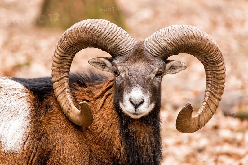 Aries