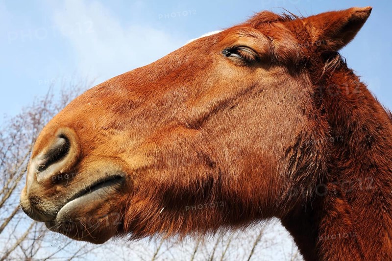 Potrait of a horse