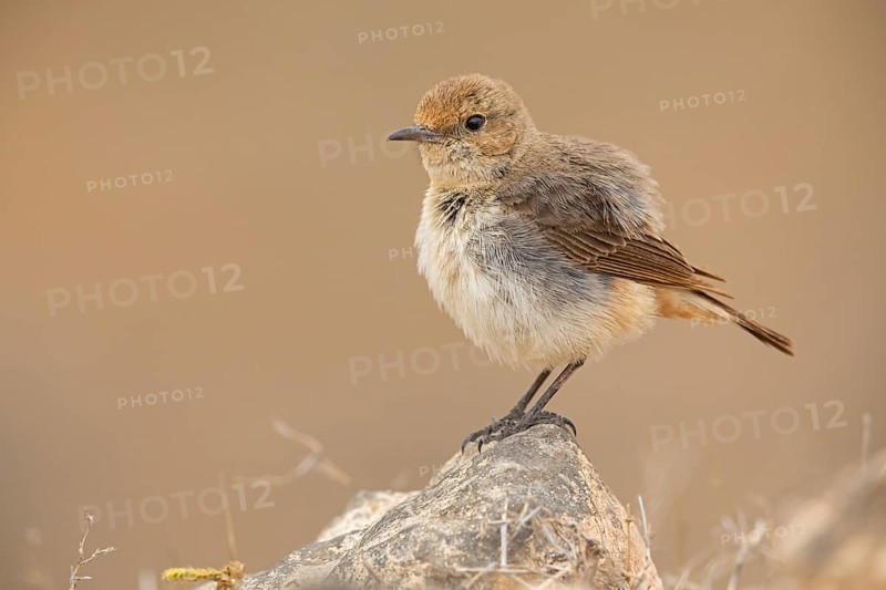 Arabian wheatear, Arabian wheatear, (Oenanthe lugentoide, Middle East, Oman, female, Jabal Samhan, Salalah, Dhofar, Oman