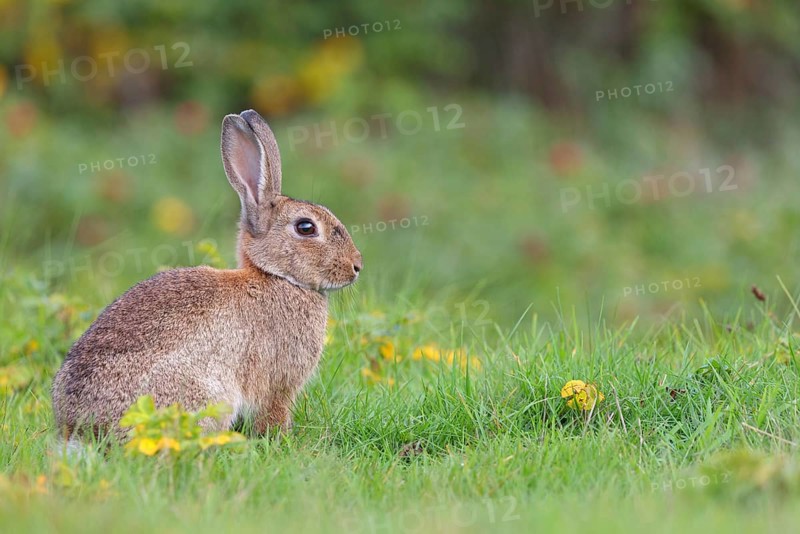 European rabbit (Oryctolagus cuniculus), European rabbit, common rabbit, conejo común, conejo europeo, lapin de garenne, lapin commun, Amrum, Schleswig-Holstein, Germany