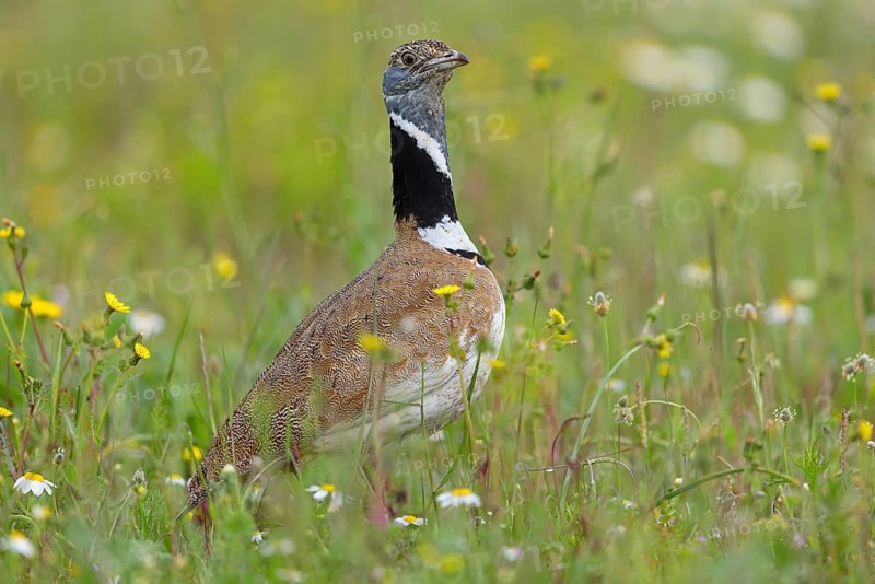 Little bustard (Tetrax tetrax) Outarde canepetière, Sisón Común, Hides De Calera / Great Bustard, Calera Y Chozas, Castilla La Mancha / Toledo, Spain