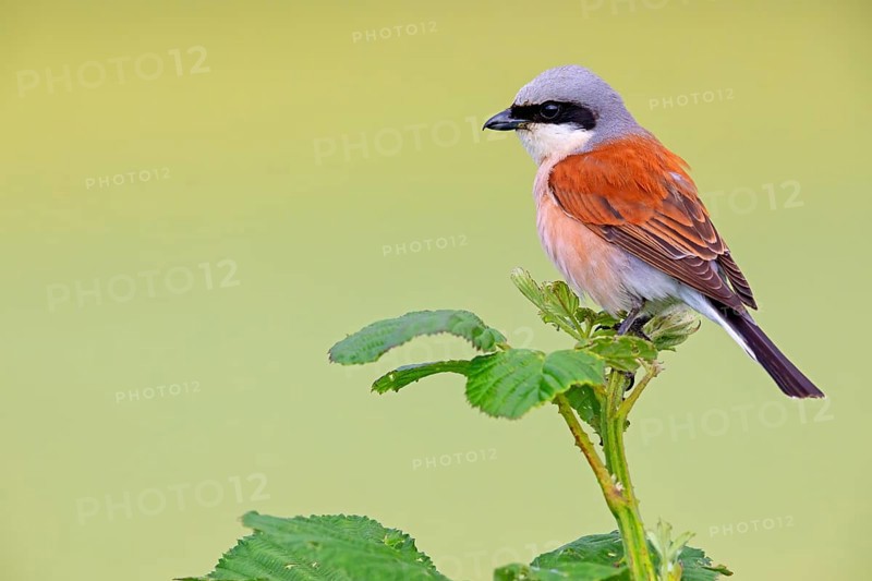 Red-backed shrike (Lanius collurio), Pie-griËche Ècorcheur, AlcaudÛn Dorsirrojo, Spider, spider, Hockenheim, Baden-W¸rttemberg, Germany