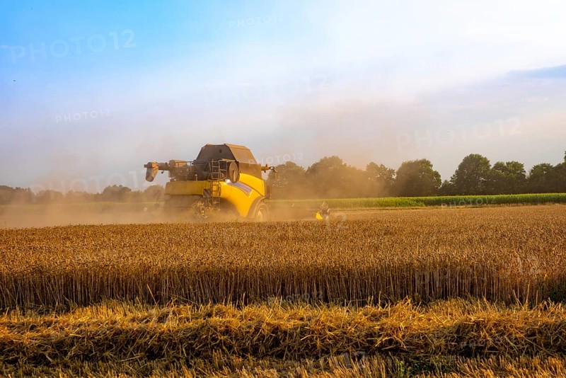 Big combine harvester threshing in the sunset