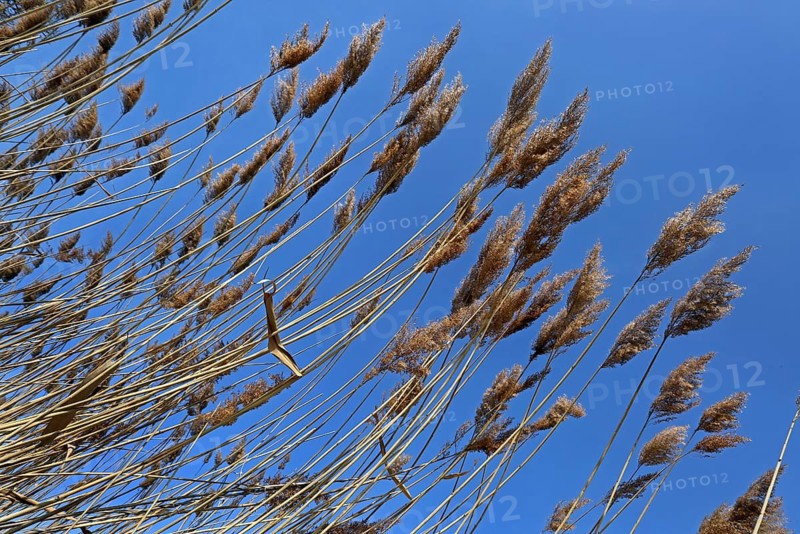 Reed fronds