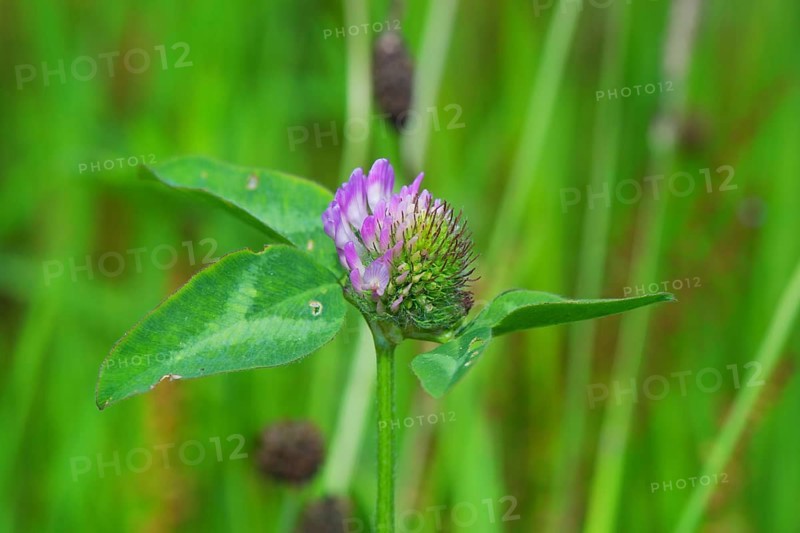 Purple clover flower in the grass field