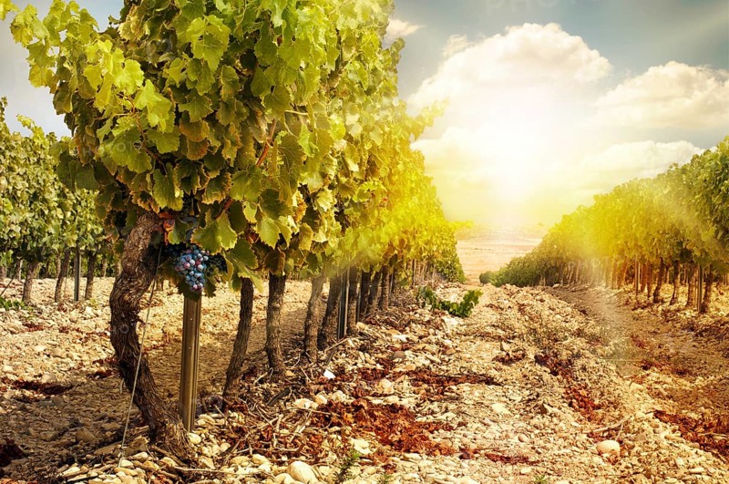 Vineyards at sunset in autumn harvest. Ripe grapes in fall.Cluster grapes on left