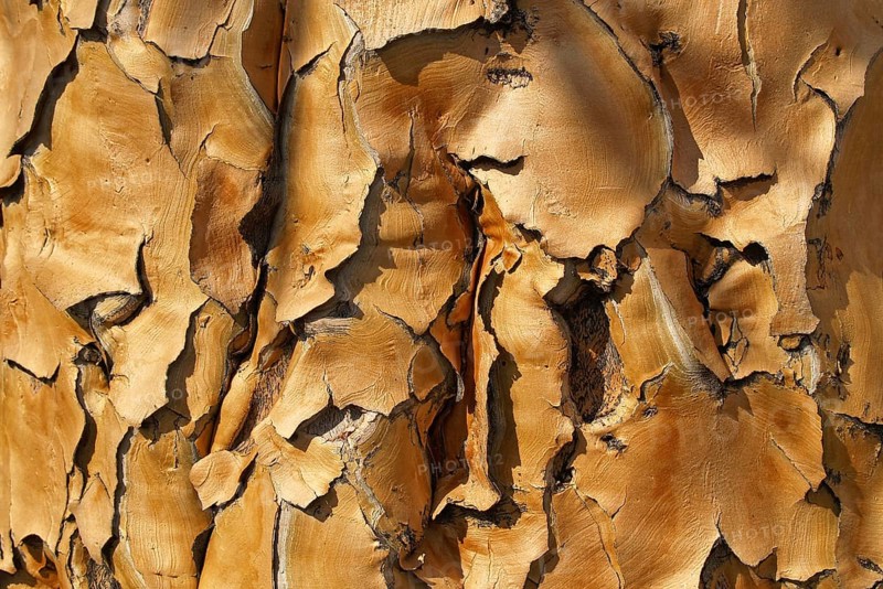 Bark of a quiver tree