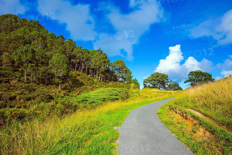 The path to Cathedral Cove. Picturesque trees grow along the sides of the path. Coromandel Peninsula on the North Island. New Zealand. The concept of active, exotic, ecological and photo tourism