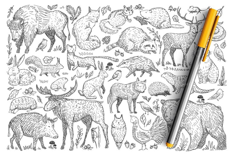 Forest wild animals doodle set. Collection of hand drawn deer fox bear rabbit squirrel raccoon buffalo hedgehog living in wild nature isolated on transparent background. Illustration of animals