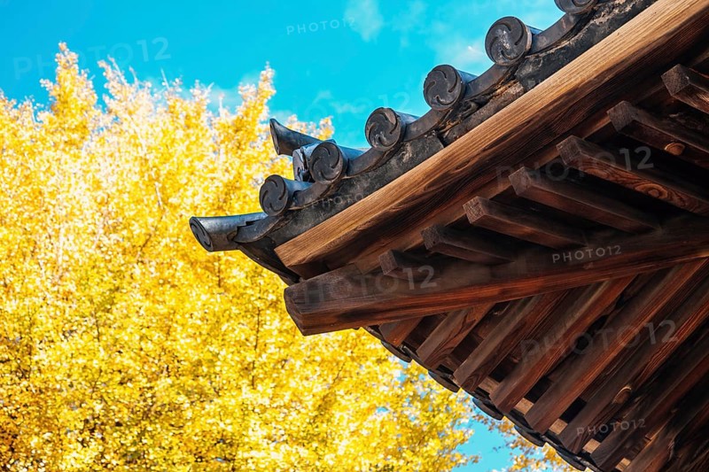 Nezu shrine traditional roof and autumn ginkgo tree in Tokyo, Japan