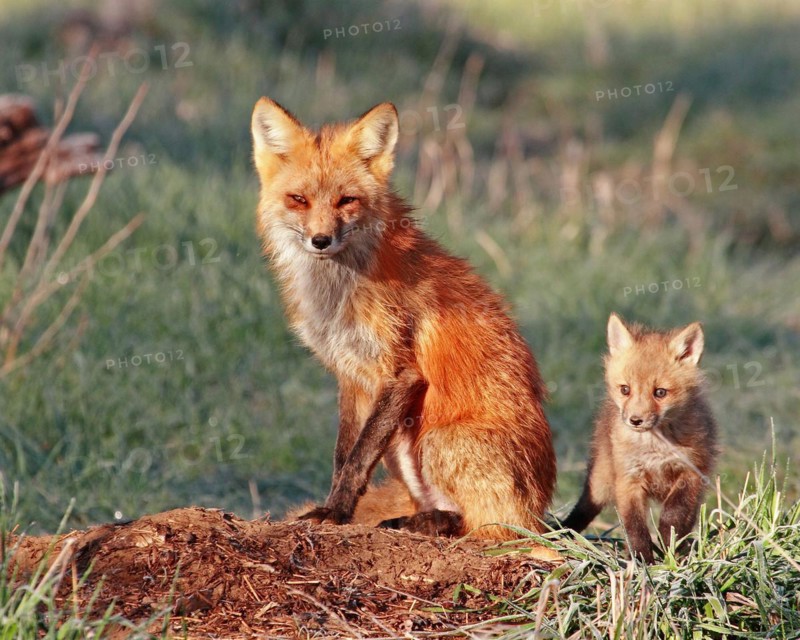 A red fox (Vulpes vulpes), Colorado, United States