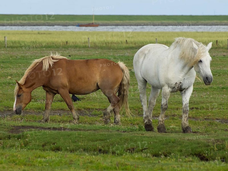 Two horses on a green pasture, in the background a lake, Juist, East Frisia, Germany