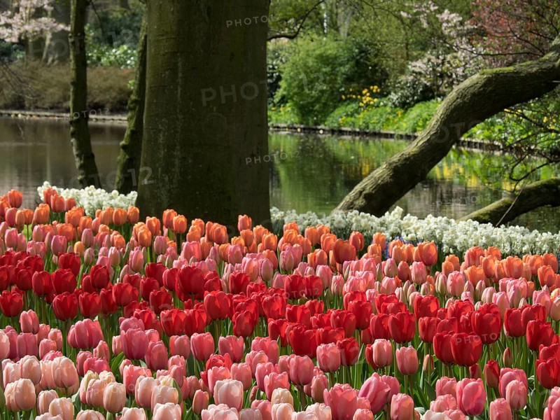 Colourful tulip bed in front of a pond in the spring garden, Amsterdam, Netherlands