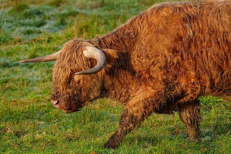 A Highland cow walks across the lush green meadow with a peaceful aura, Velen, münsterland, North Rhine-Westphalia, Germany