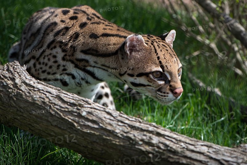 Ocelot (Leopardus pardalis), captive animal, zoo, Pittsburgh Zoo & Aquarium, direct eye contact, Ocelot walking through grass in sunlight, showcasing its distinctive fur pattern in close-up view