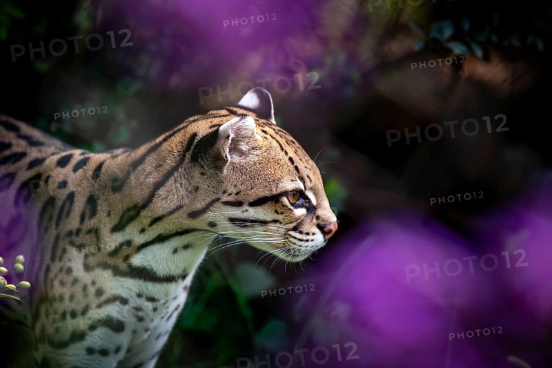 Ocelot (Leopardus pardalis), A focused ocelot with striking spotted fur, surrounded by a vibrant natural jungle setting, captive animal