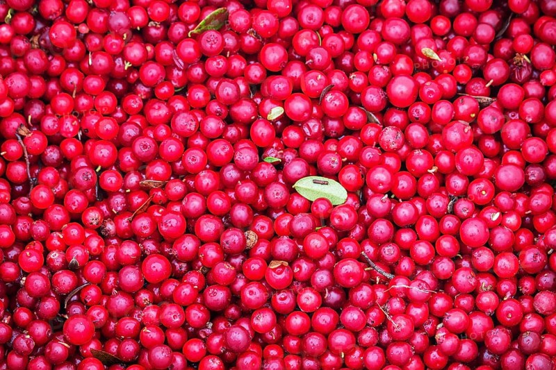 Process of gathering cranberries. A large number of berries poured in a heap
