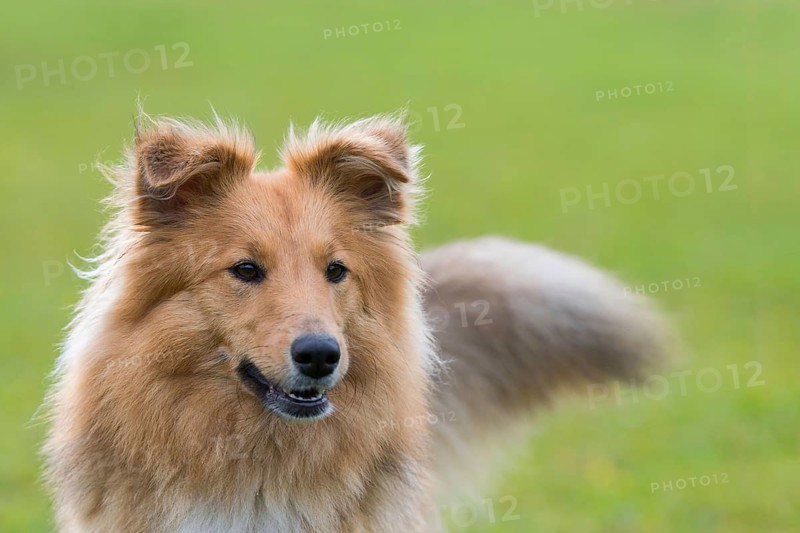 Shetland Sheepdog