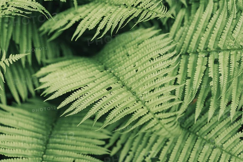 Natural background, thickets of fern
