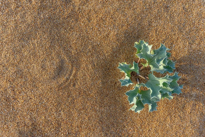 Eryngium maritimum. Marine thistle. Sea holly in the french atlantique coast