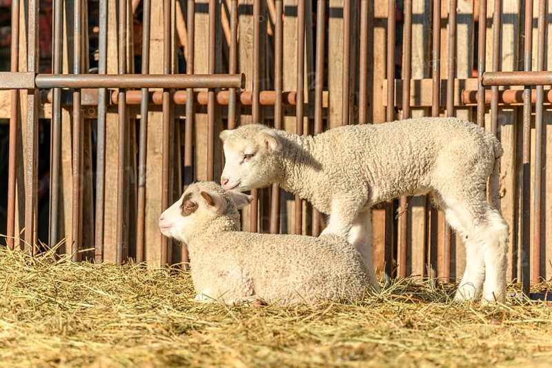 Lamb and sheep in a sheepfold and a pasture in a village in winter