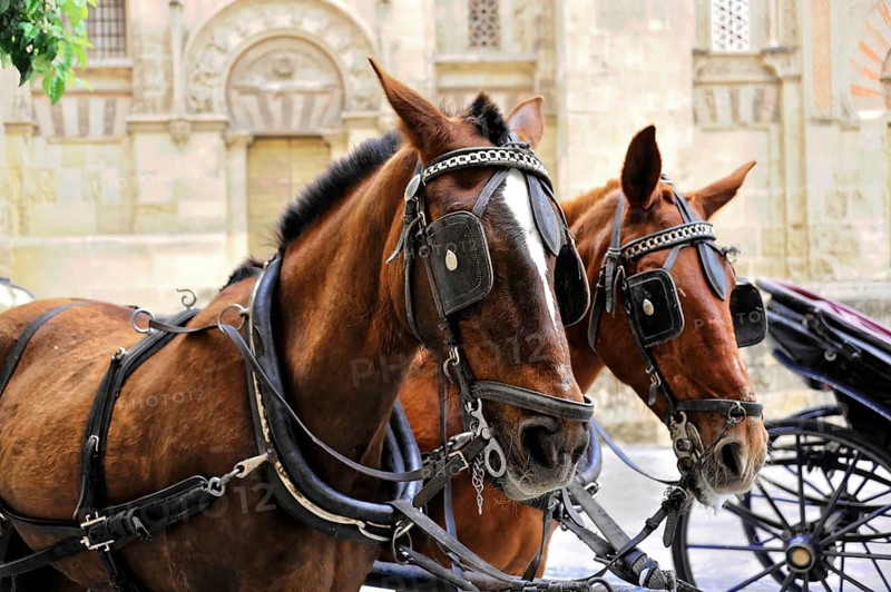 Cordoba, Andalusia, Spain, Europe, Two horses in harness in front of a historic building in the city