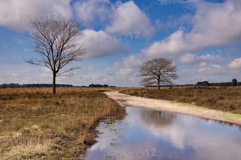 Trees on a heathland in the nature reserve the Regte Heide near the Dutch village Goirle