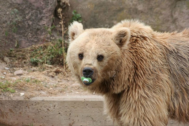 Dummy bear Pacifier bear