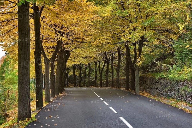 Autumn avenue Highway, passing between autumn trees with yellow leaves