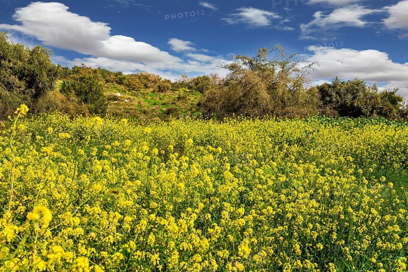 Lovely yellow flowers of colza honey plant. Spring green grass and flowers grow in forest glades. Forest Ben Shemen in the center of Israel. Clean air and blue sky