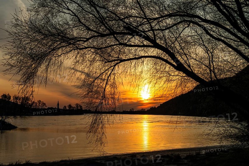 Sunrise over the Danube, barren tree, near Rossatz, Wachau, Lower Austria, Austria