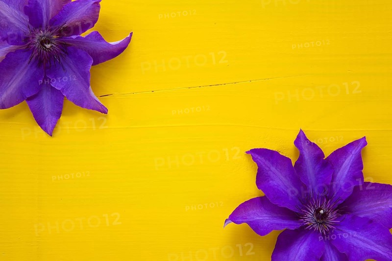 Two purple clematis isolated on wooden table