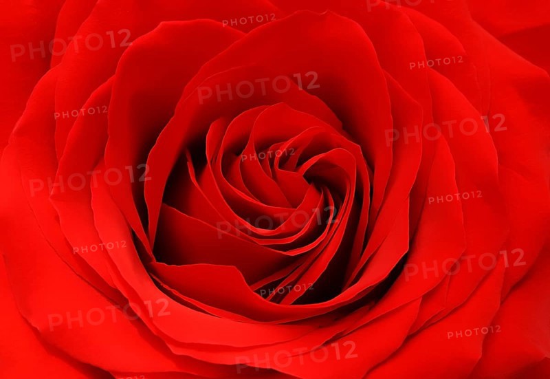 Beautiful red rose background