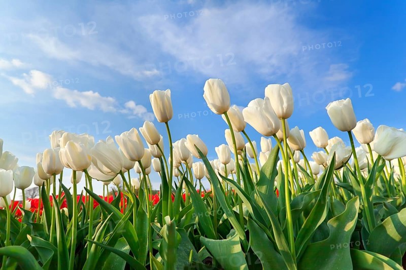 White tulip field over blue sky in spring, Holland