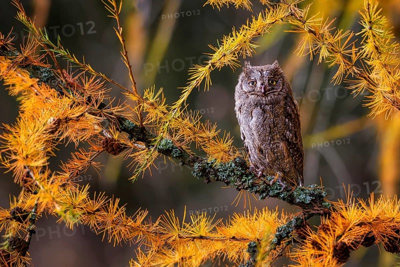 The Eurasian scops owl, Otus scops, European scops owl in larch
