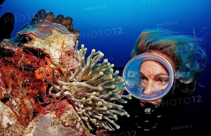 Diver and yellowline arrow crab in anemone, Stenorhynchus seticornis, Netherlands Antilles, Bonaire, Caribbean, Caribbean Sea