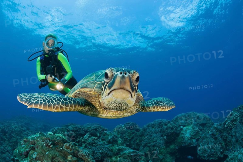 Green turtle and diver, Chelonia mydas, Maui, Hawaii, USA