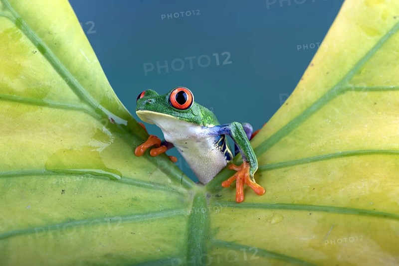 Red-eyed tree frog on yellow leaf