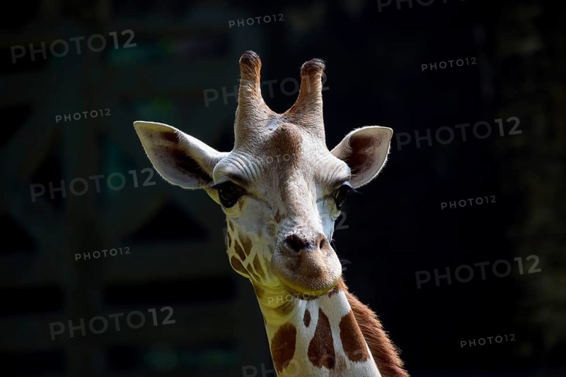 Portrait of a giraffe in their cage