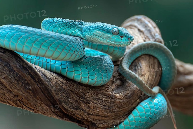 The white-lipped pit viper, is a venomous pit viper species endemic to Southeast Asia