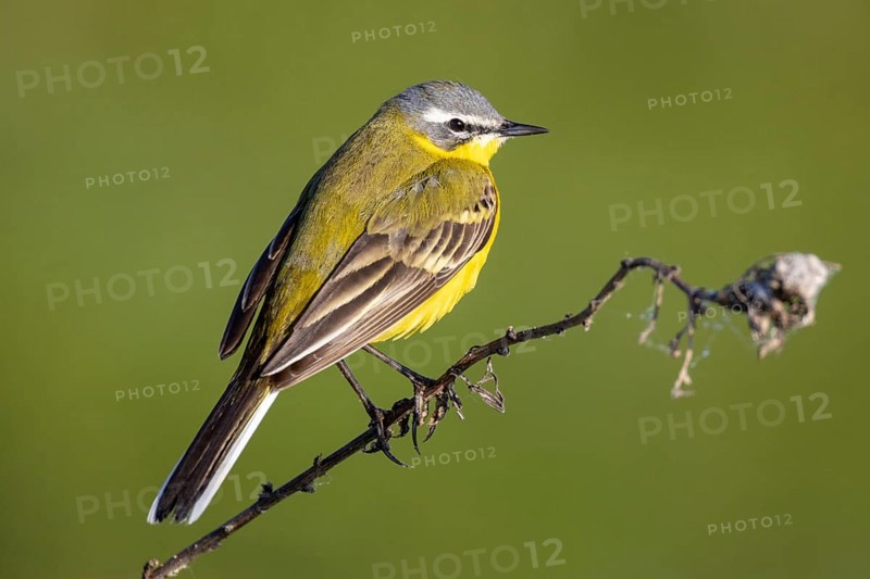 Yellow wagtail, Motacilla flava, sitting on a branch